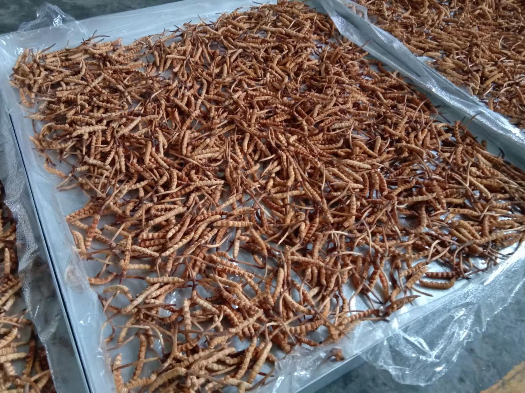 冻干机产品——冬虫夏草